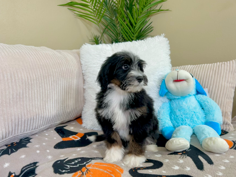 Cute Mini Bernedoodle Poodle Mix Pup