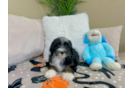Mini Bernedoodle Pup Being Cute