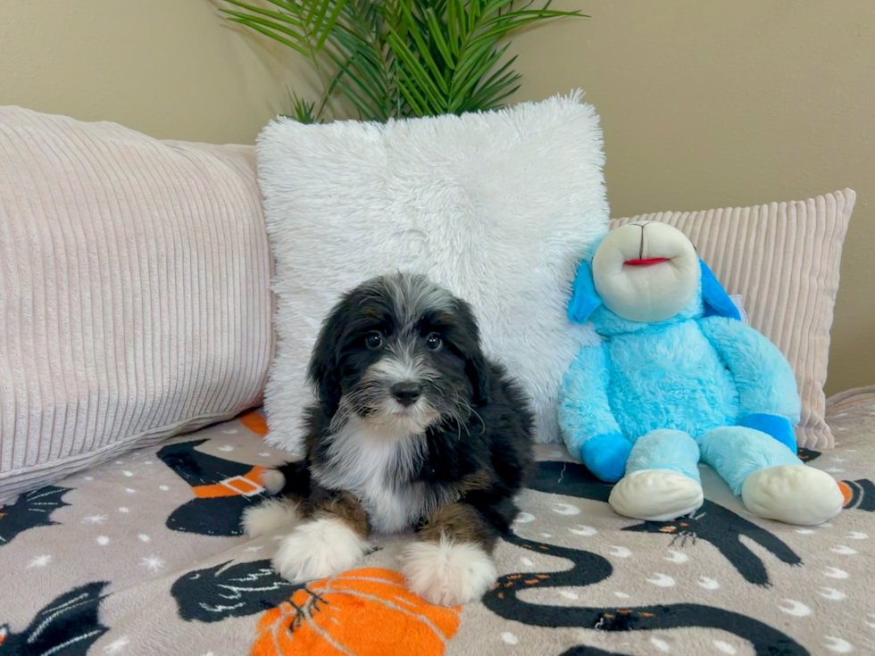 Mini Bernedoodle Pup Being Cute