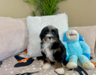 8 week old Mini Bernedoodle Puppy For Sale - Lone Star Pups