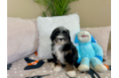 Mini Bernedoodle Puppy for Adoption