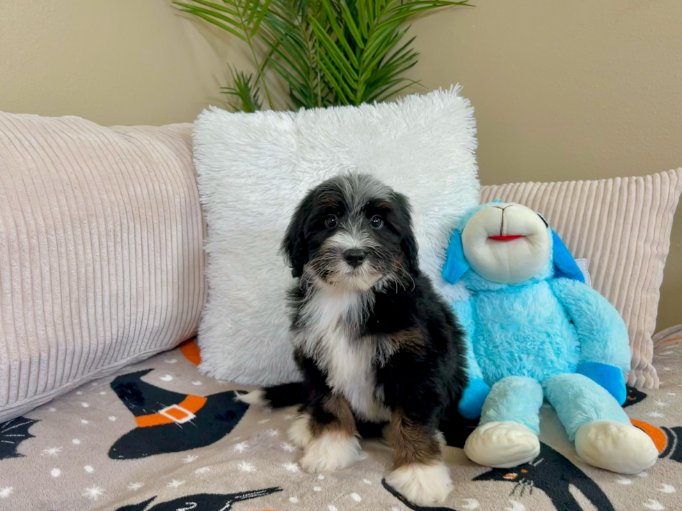 Mini Bernedoodle Puppy for Adoption
