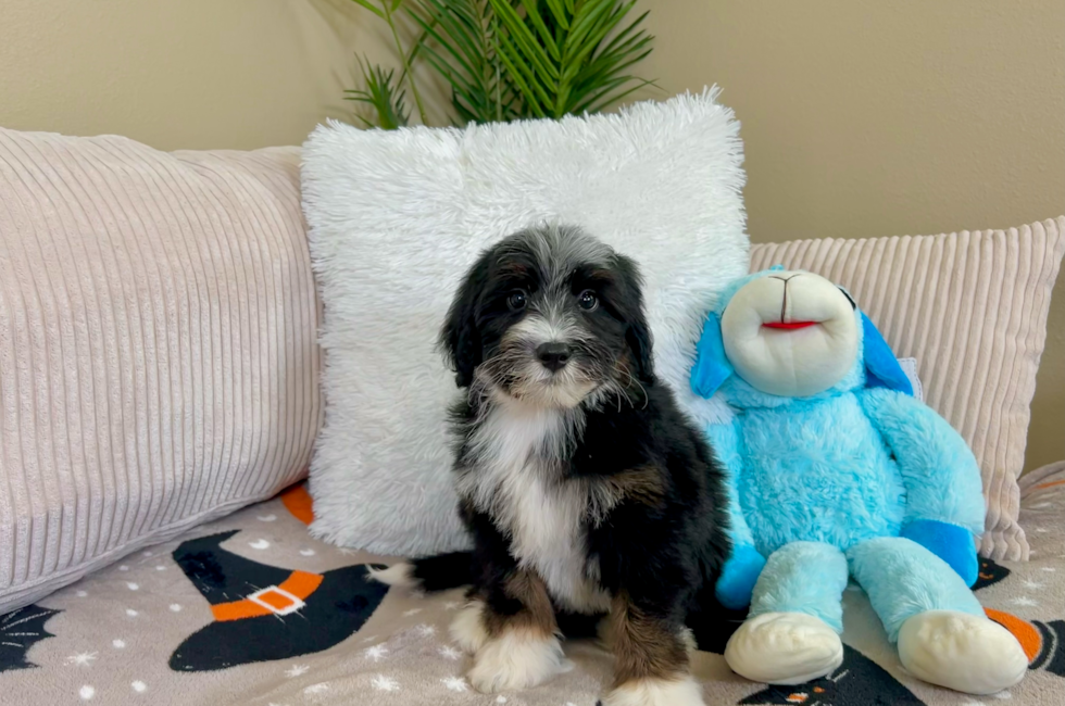9 week old Mini Bernedoodle Puppy For Sale - Lone Star Pups