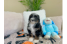 Cute Bernadoodle Poodle Mix Puppy