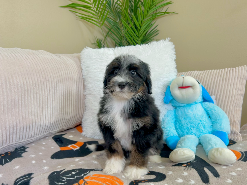 Cute Bernadoodle Poodle Mix Puppy