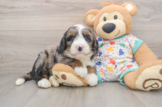 Mini Bernedoodle Pup Being Cute