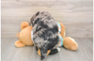 Best Mini Bernedoodle Baby