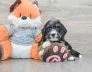 7 week old Mini Bernedoodle Puppy For Sale - Lone Star Pups
