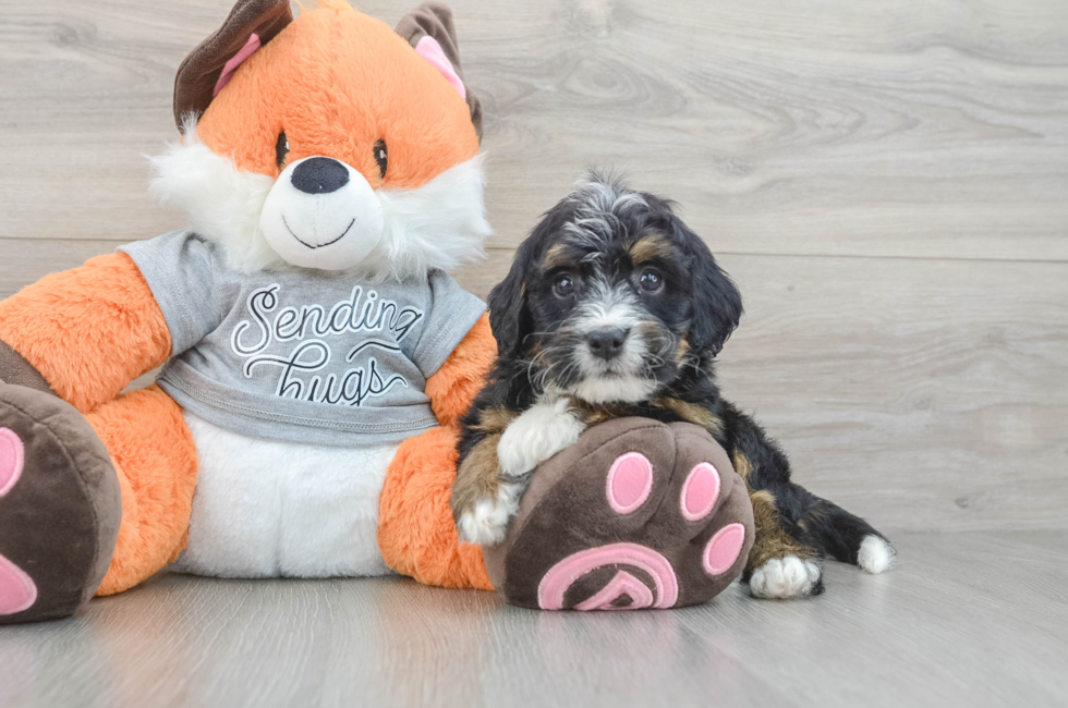 7 week old Mini Bernedoodle Puppy For Sale - Lone Star Pups