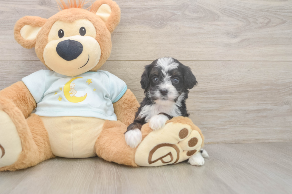 6 week old Mini Bernedoodle Puppy For Sale - Lone Star Pups
