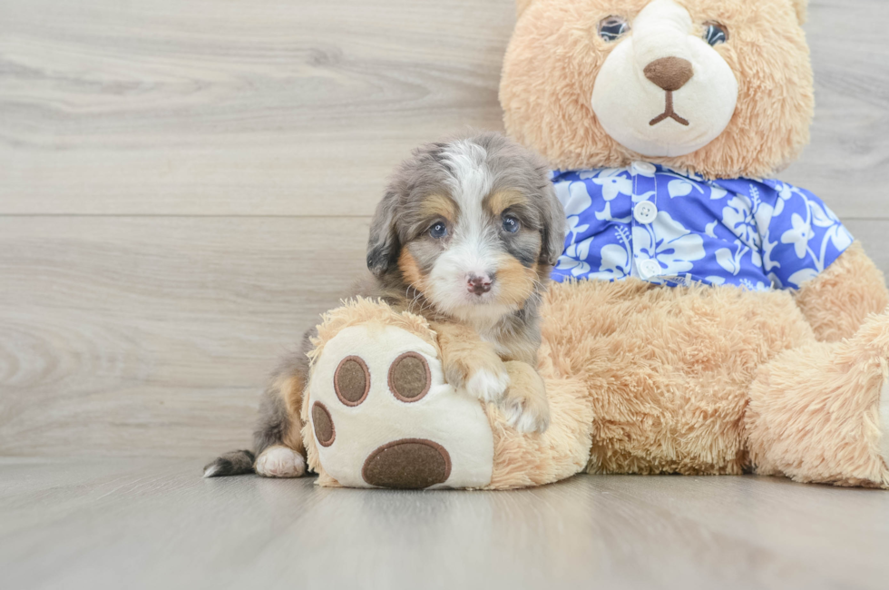 6 week old Mini Bernedoodle Puppy For Sale - Lone Star Pups