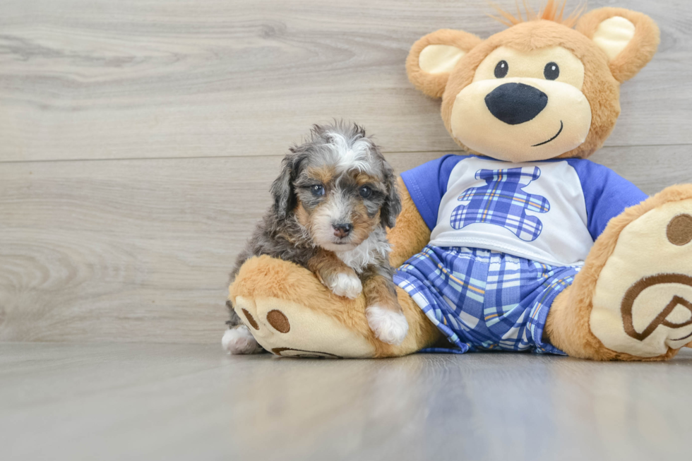 Adorable Mini Bernese Poodle Poodle Mix Puppy