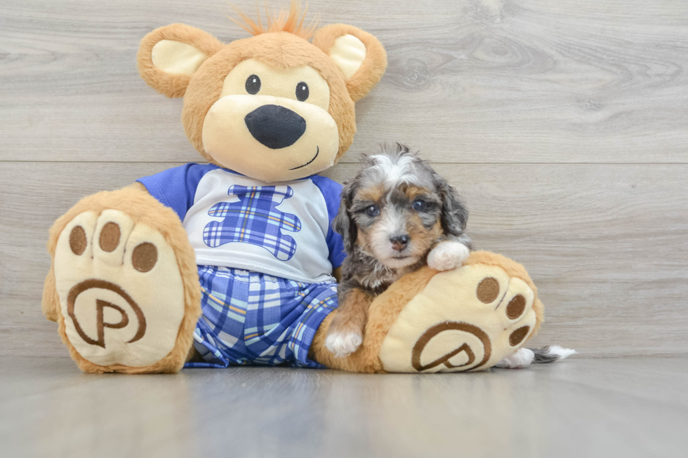 Mini Bernedoodle Puppy for Adoption