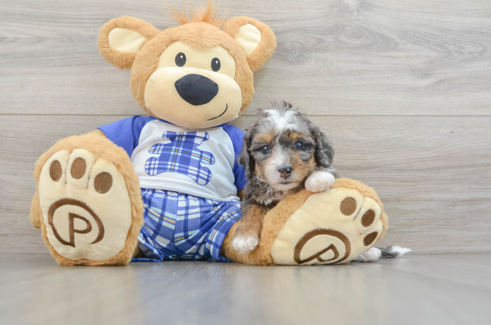 7 week old Mini Bernedoodle Puppy For Sale - Lone Star Pups