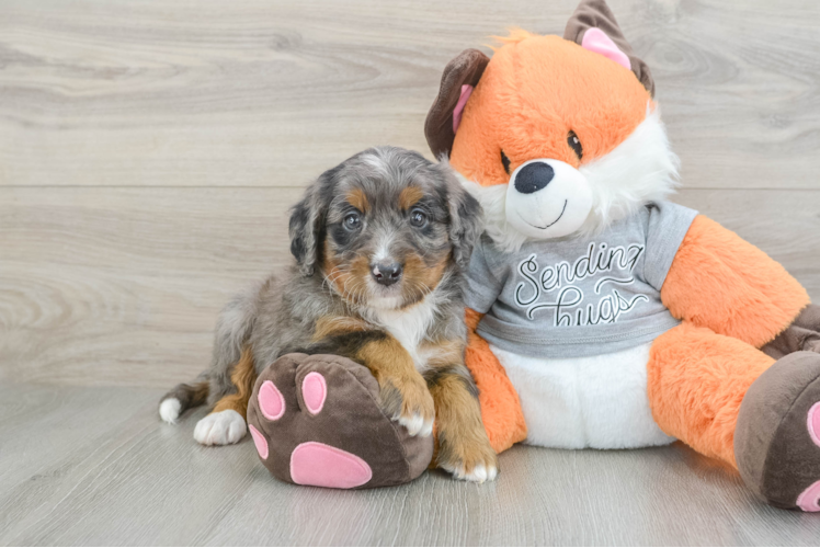 Mini Bernedoodle Puppy for Adoption