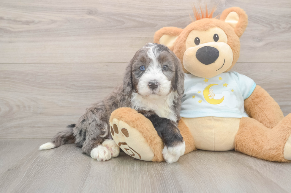 5 week old Mini Bernedoodle Puppy For Sale - Lone Star Pups