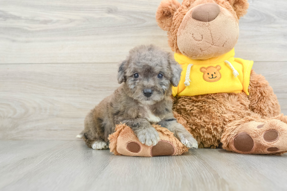 Happy Mini Bernedoodle Baby