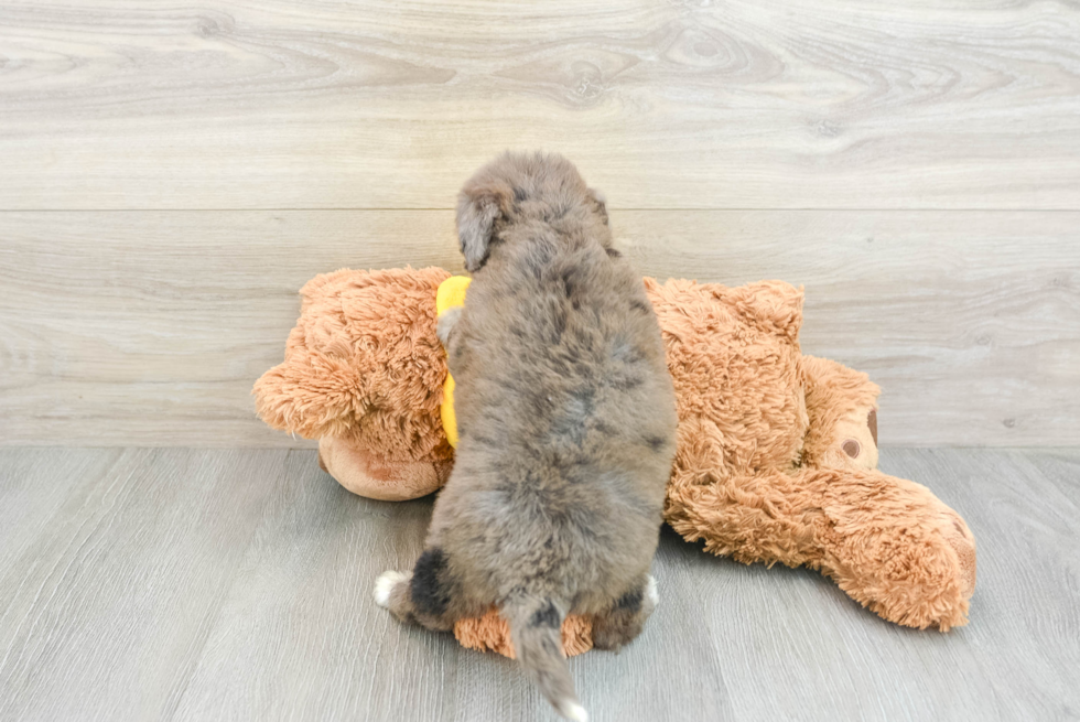 Funny Mini Bernedoodle Poodle Mix Pup