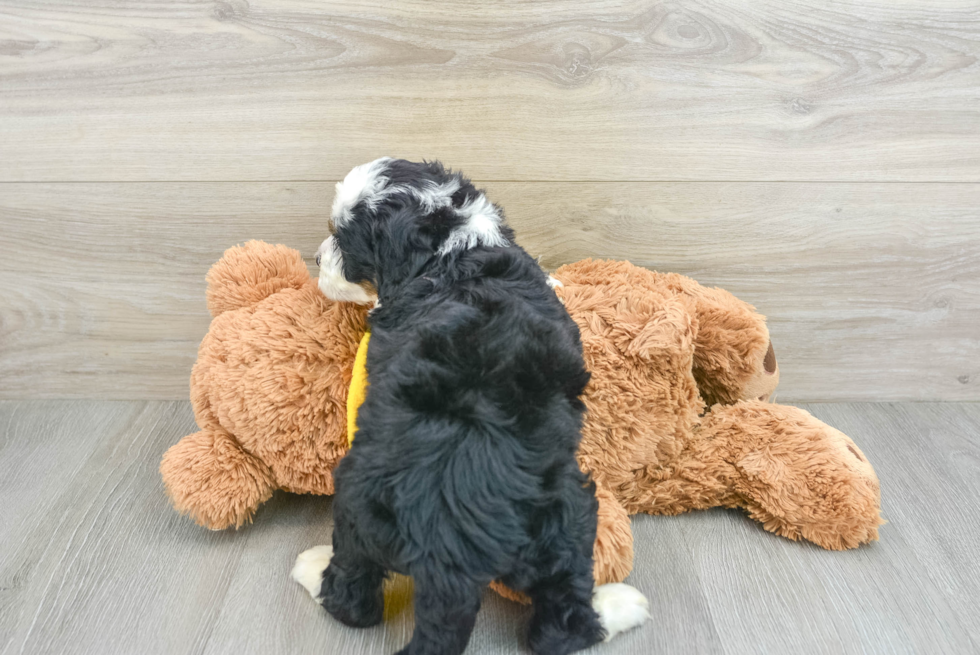 Mini Bernedoodle Pup Being Cute