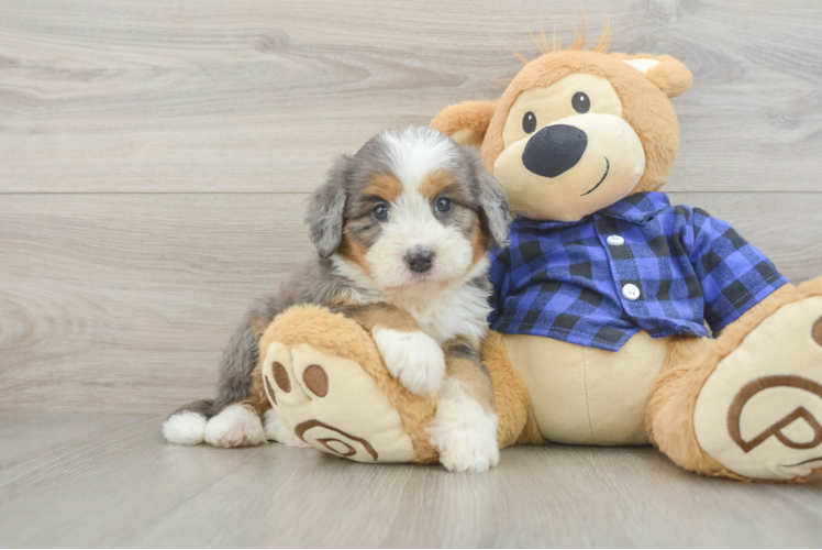 Friendly Mini Bernedoodle Baby