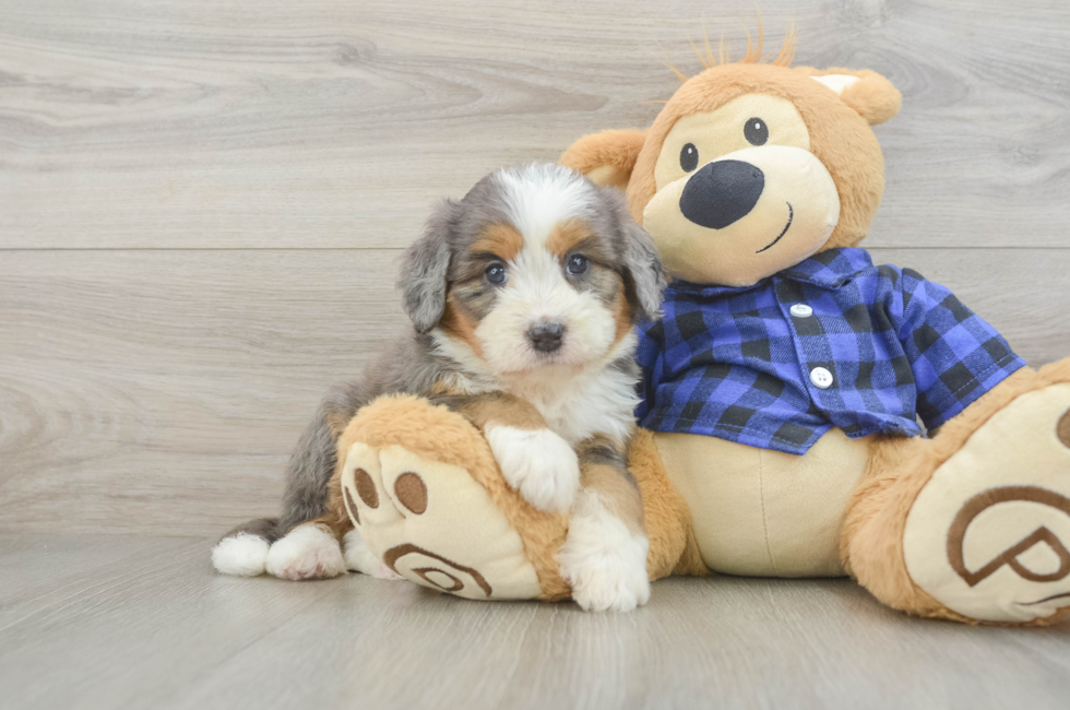 5 week old Mini Bernedoodle Puppy For Sale - Lone Star Pups