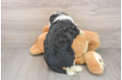 Mini Bernedoodle Puppy for Adoption