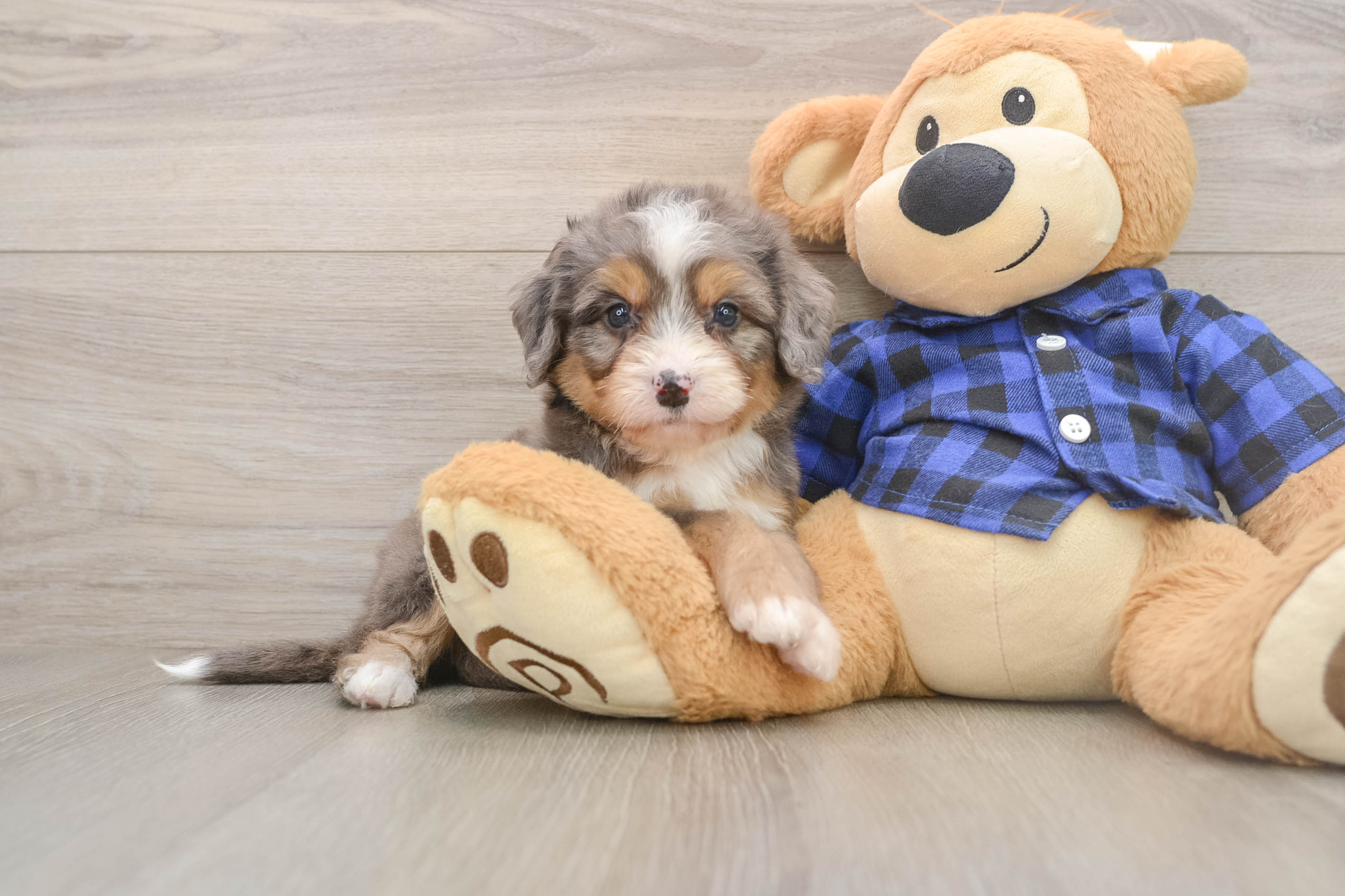 Playful Mini Bernese Poodle Poodle Mix Puppy