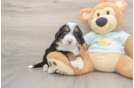 Best Mini Bernedoodle Baby