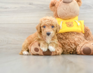 9 week old Mini Bernedoodle Puppy For Sale - Lone Star Pups