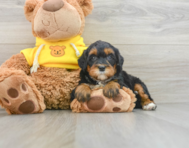 6 week old Mini Bernedoodle Puppy For Sale - Lone Star Pups