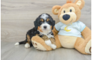 Funny Mini Bernedoodle Poodle Mix Pup
