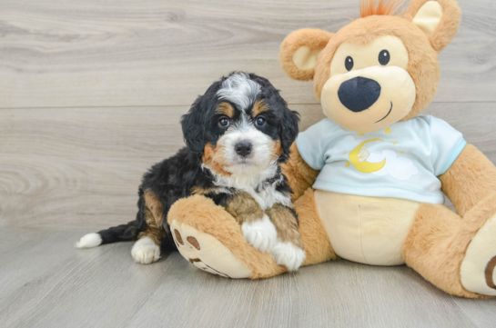 Funny Mini Bernedoodle Poodle Mix Pup