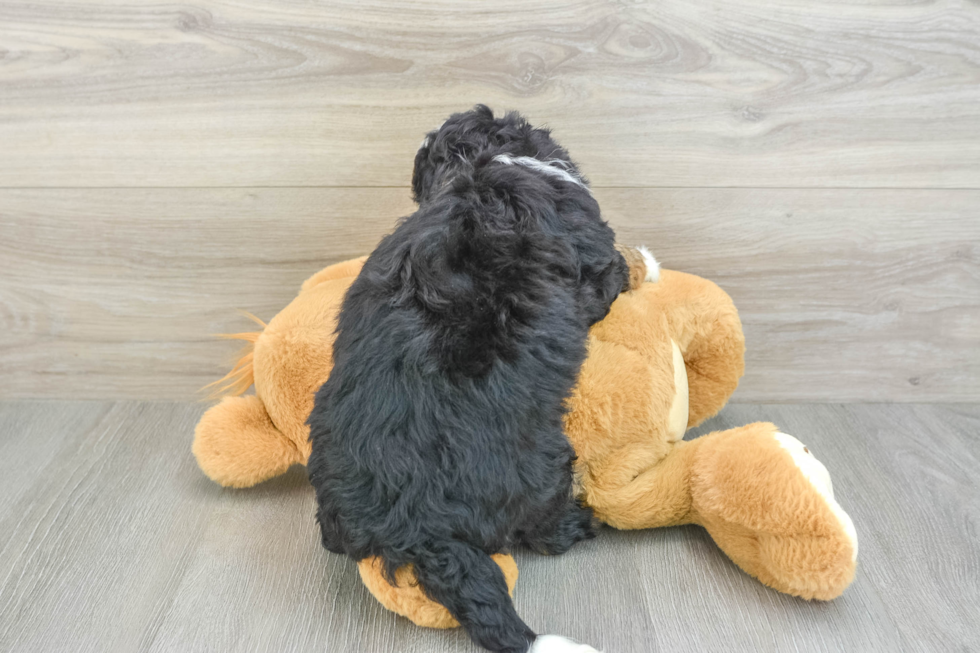 Hypoallergenic Bernadoodle Poodle Mix Puppy