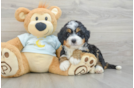 Adorable Mini Bernesepoo Poodle Mix Puppy