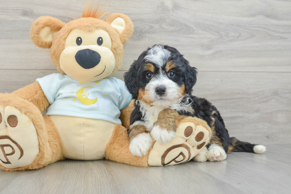 Adorable Mini Bernesepoo Poodle Mix Puppy