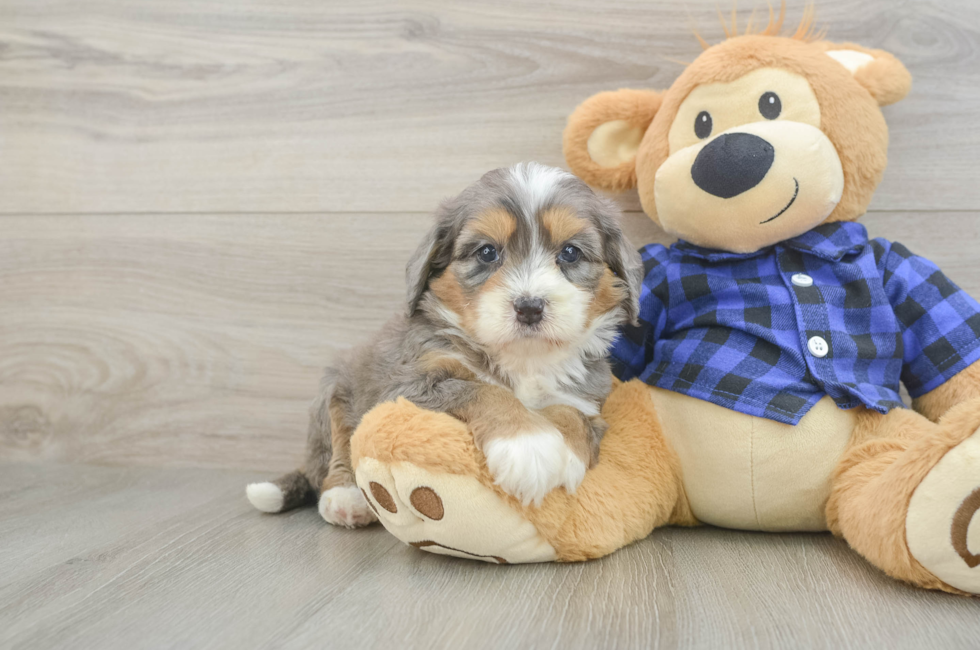 5 week old Mini Bernedoodle Puppy For Sale - Lone Star Pups