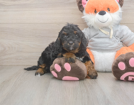 8 week old Mini Bernedoodle Puppy For Sale - Lone Star Pups