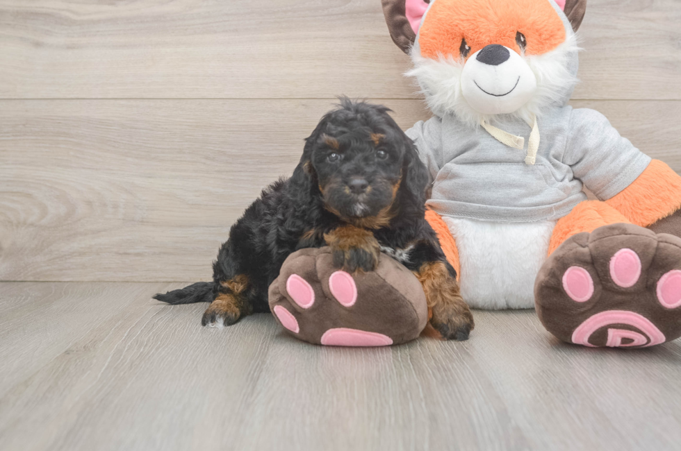 5 week old Mini Bernedoodle Puppy For Sale - Lone Star Pups