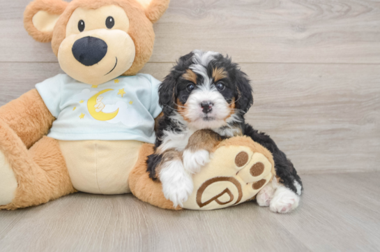 Hypoallergenic Mini Bernese Poodle Poodle Mix Puppy
