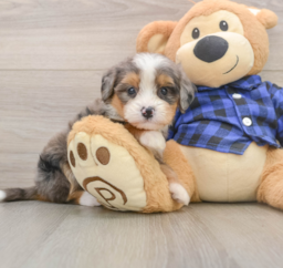 8 week old Mini Bernedoodle Puppy For Sale - Lone Star Pups