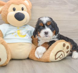 5 week old Mini Bernedoodle Puppy For Sale - Lone Star Pups