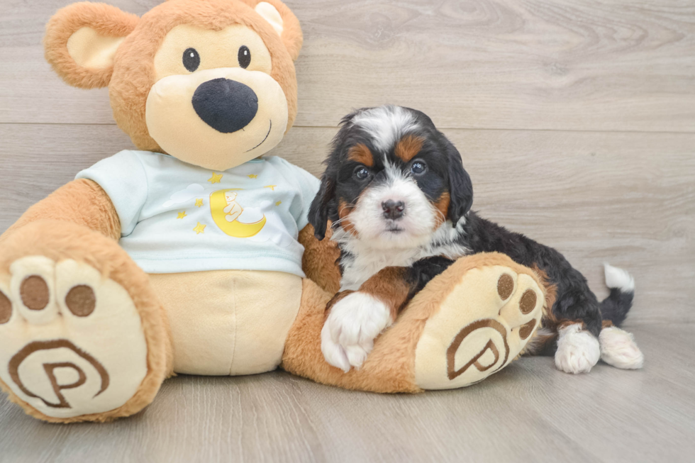 Playful Mini Bernesedoodle Poodle Mix Puppy
