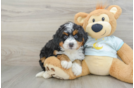 Happy Mini Bernedoodle Baby