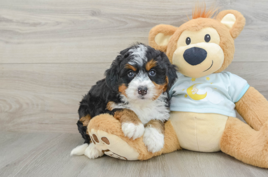 Happy Mini Bernedoodle Baby
