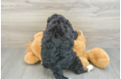 Fluffy Mini Bernedoodle Poodle Mix Pup