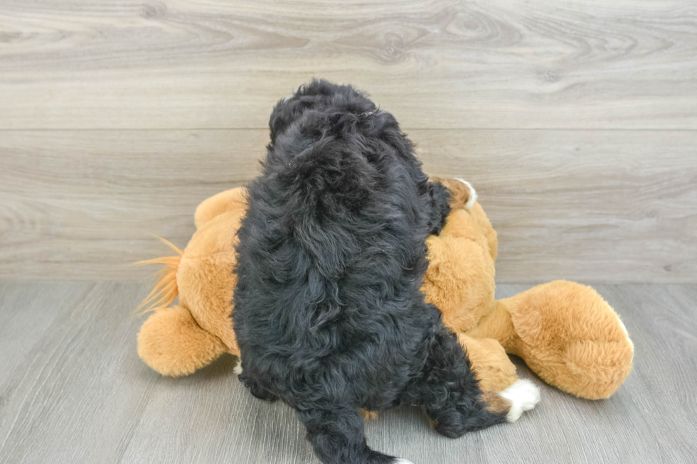 Fluffy Mini Bernedoodle Poodle Mix Pup