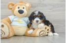 Fluffy Mini Bernedoodle Poodle Mix Pup