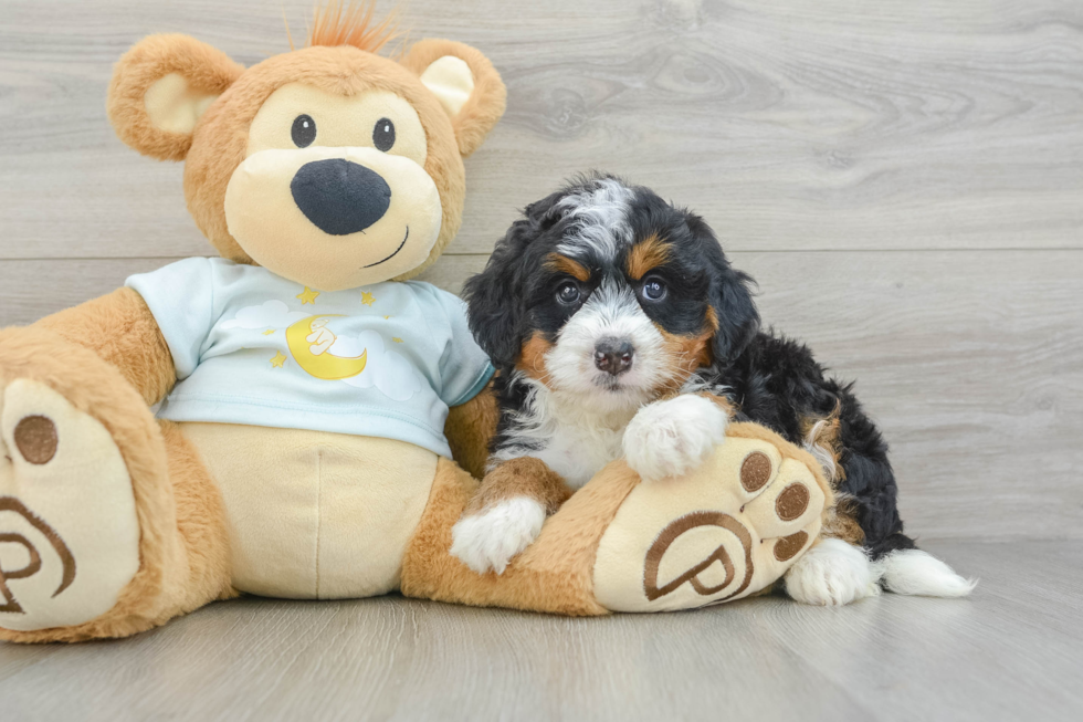 Fluffy Mini Bernedoodle Poodle Mix Pup