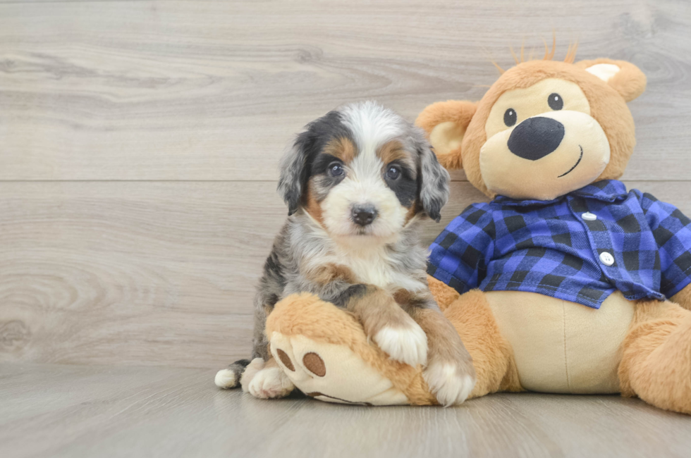 5 week old Mini Bernedoodle Puppy For Sale - Lone Star Pups