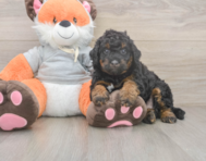 7 week old Mini Bernedoodle Puppy For Sale - Lone Star Pups